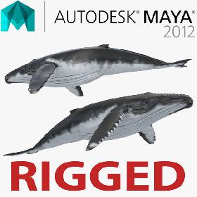 Humpback Whale Rigged for Maya